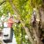 Mebane Pruning & Trimming by Carolina Tree Service