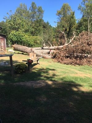 Tree Removal in Keeling, Virginia by Carolina Tree Service