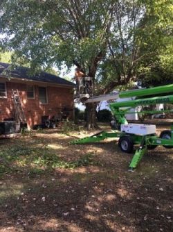 Tree pruning and trimming in Blanch, North Carolina by Carolina Tree Service