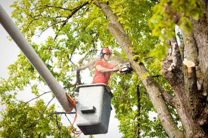 Tree pruning and trimming in Sutherlin, Virginia by Carolina Tree Service