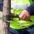 Green Level Cabling & Bracing by Carolina Tree Service