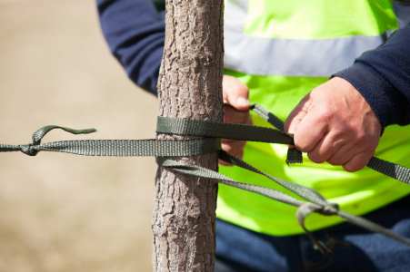 Tree cabling and bracing by Carolina Tree Service