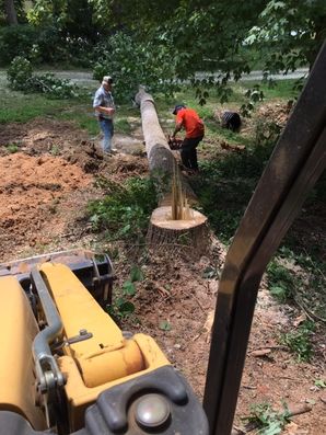 Stump Grinding & Stump Removal in Sutherlin, Virginia by Carolina Tree Service