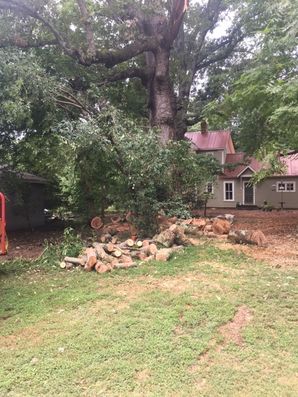 Tree Services in Mebane, NC (3)