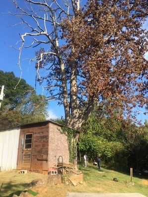 Tree Removal in Durham, NC (1)