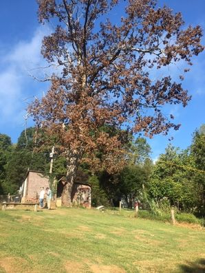 Before & After Tree Removal in Chapel Hill, NC (1)