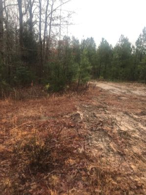 Land Clearing in Chapell Hill, NC (1)