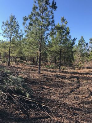 Land Clearing in Mebane, NC (2)