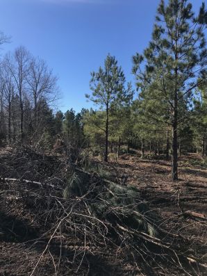Land Clearing in Mebane, NC (1)